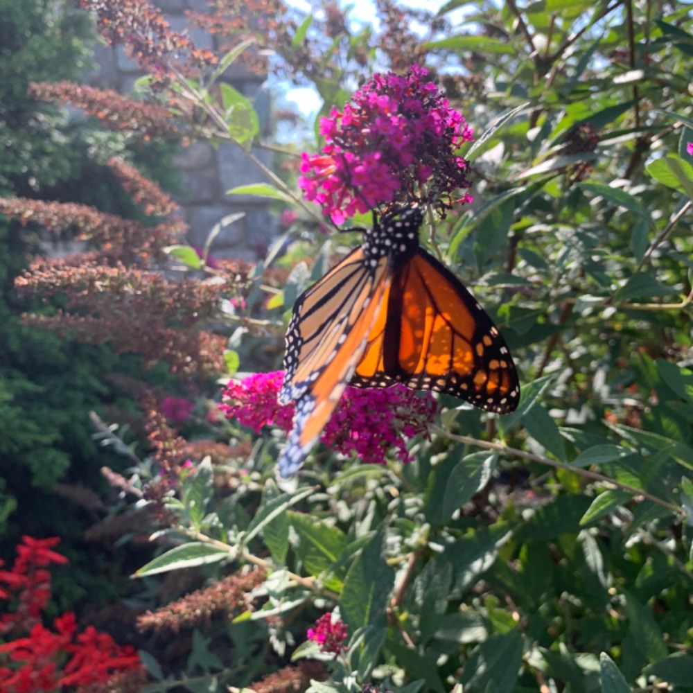 Meet your Posher, Grace